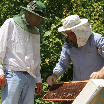 Beekeeping as a Stable Source of Income