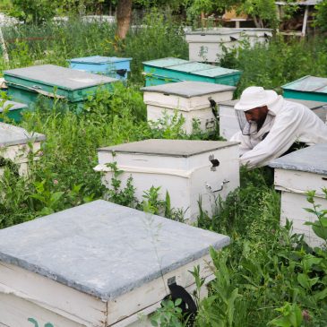 PROVISION OF BEE COLONIES TO FAMILIES MOVED FROM ARTSAKH TO VAYOTS DZOR REGION