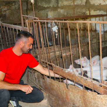 FIVE DISPLACED FAMILIES FROM ARTSAKH WERE INVOLVED IN CATTLE BREEDING PROJECT