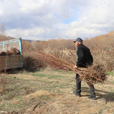 HORTICULTURE AS A SOURCE OF ADDITIONAL INCOME FOR VAYOTS DZOR REGION FARMERS