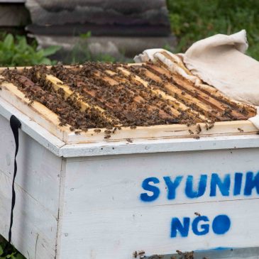 NEW BUCKFAST QUEEN BEES SUPPLIED TO EXPERIENCED BEEKEEPERS